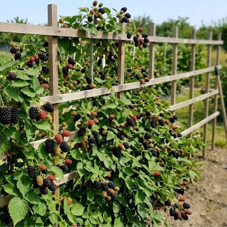 Jeżyna bezkolcowa Orkan (Rubus Fruticosus Orkan) – sadzonka w doniczce C2 – Botana