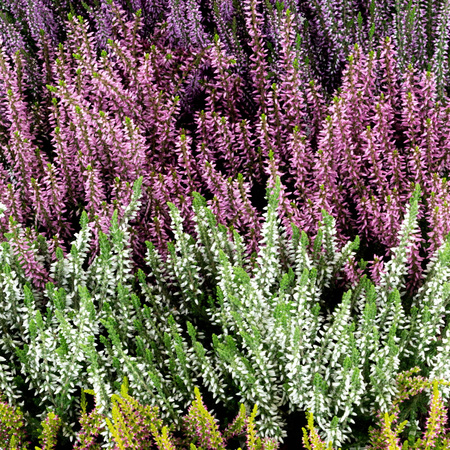 Wrzosy – 9 szt. (3 odmiany po 3 szt.)