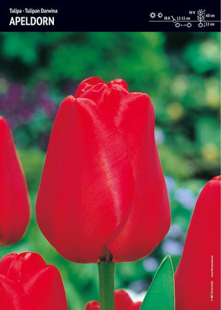 Tulipan ‘Apeldorn’ – 15 szt.