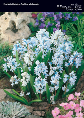 Puszkinia Cebulicowata – 20 szt.