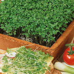 Rzeżucha 'Krause Kresse' – Całoroczna – Kiepenkerl