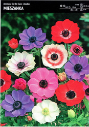 Anemon Zawilec ‘Car De Caen’ Mix – 12 szt.