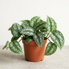 Scindapsus pstry (Scindapsus pictus 'Trebie') – sadzonka rozmiar M