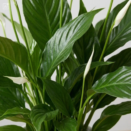 Skrzydłokwiat Pearl Cupido (Spathiphyllum 'Pearl Cupido') – rozmiar sadzonki M