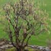 Leszczyna Pospolita Contorta (Corylus Avellana Contorta) – sadzonka w doniczce C5 – Botana