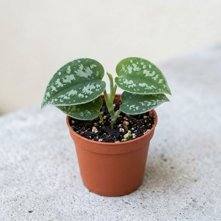 Scindapsus pstry (Scindapsus pictus 'Trebie') – sadzonka rozmiar M