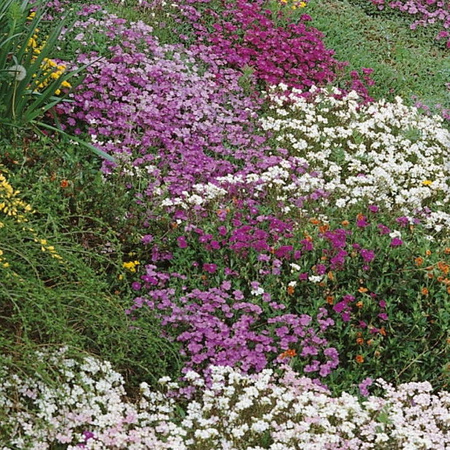 Kwiaty Na Skalniaki – Mix Nasion – Kiepenkerl