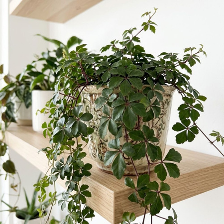 Ciccus pasiasty (Cissus striata) – sadzonka