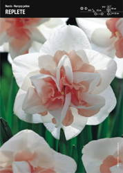 Narcyz Pełny 'Replete' – 15 szt.