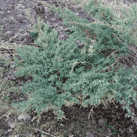 Jałowiec Płożący 'Andorra Compact' – Sadzonka 20-30 cm