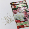 Stokrotka Wielkokwiatowa – Mix Kolorów – Legutko 