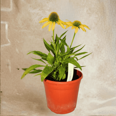 Jeżówka Fountain Yellow 