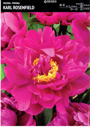 Paeonia - Piwonia Karl Rosenfield