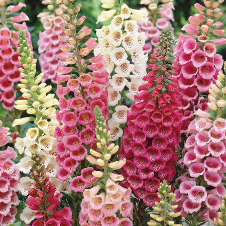 Naparstnica 'Excelsior' – Dwuletnia – Kiepenkerl