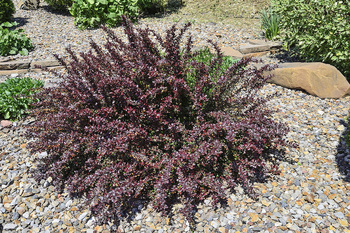 Berberys Thunberga 'Atropurpurea Nana' – Sadzonka 20 cm