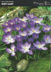Krokus ‘Ruby Giant’ – 15 szt.