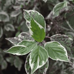 Dereń Biały 'Sibrica Variegata' – Sadzonka 40 cm