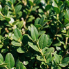 Bukszpan zwyczajny (Buxus sempervirens) – sadzonka w doniczce P9 – Botana