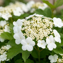 Kalina koralowa Compactum (Viburnum Opulus Compactum) – sadzonka w doniczce C2 – Botana