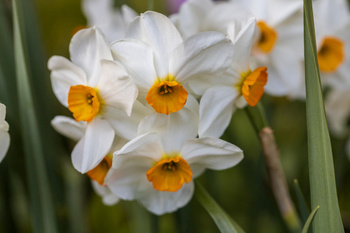 Narcyz Geranium 5 szt.