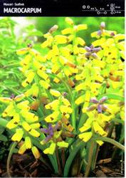 Muscari – Szafirek 'Macrocarpum' – 5 szt.