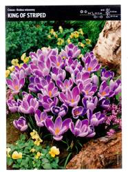 Krokus wielkokwiatowy ‘King Of Striped’ – 30 szt.
