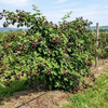 Jeżyna bezkolcowa Loch Ness (Rubus Fruticosus Loch Ness) – sadzonka w doniczce C2 – Botana