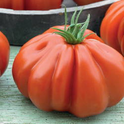 Pomidor Mięsisty 'Deko' F1 – Kiepenkerl