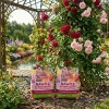 Nawóz do roślin kwitnących w granulkach z mączką bazaltową – do róż, piwonii, hortensji, magnolii i innych – 2x8 kg (ZESTAW) Vegano