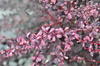 Berberys Thunberga 'Flamingo' – sadzonka w doniczce C3 – Botana