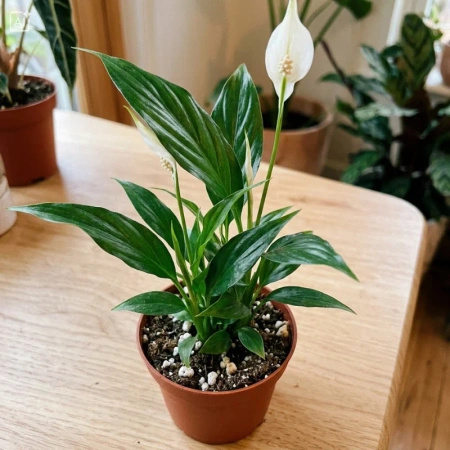 Skrzydłokwiat Pearl Cupido (Spathiphyllum 'Pearl Cupido') – rozmiar sadzonki M