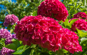 Hortensja Ogrodowa 'Sibilla' – Sadzonka 45-60 cm