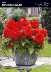 Begonia Bulwiasta Superba – Czerwona – 1 szt.