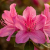 Azalia japońska Canzonetta (Azalea Japonica Canzonetta) – sadzonka w doniczce C2 – Botana