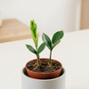 Zamiokulkas zamiolistny (Zamioculcas zamiifolia) – sadzonka rozmiar M