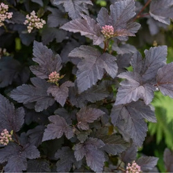 Pęcherznica Kalinolistna Diabolo (Physocarpus Opulifolius Diabolo) – sadzonka w doniczce C2 – Botana