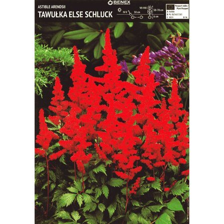 Tawułka Else Schluck 1 szt.