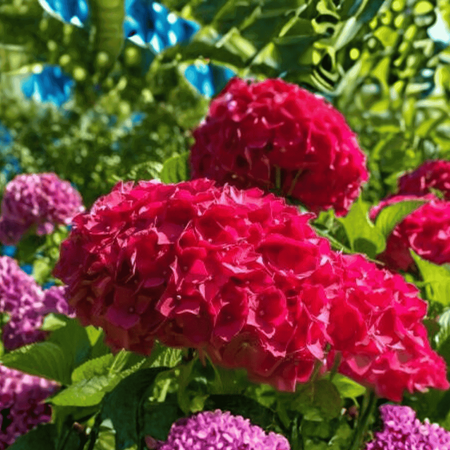 Hortensja Ogrodowa 'Sibilla' – Sadzonka 45-60 cm