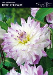 Dalia 'Illusion' – 1 szt.