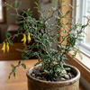 Perełkowiec drobnolistny (Sophora prostrata Little Baby) – sadzonka