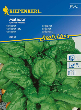 Szpinak 'Matador' – Mrozoodporny – Kiepenkerl