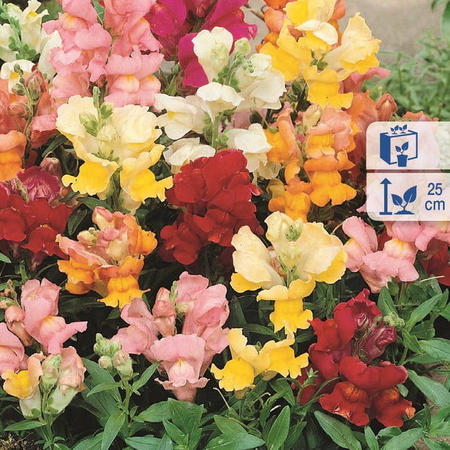 Lwia paszcza – Niska Mix – Kiepenkerl