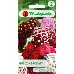 Goździk Brodaty – Mix Kolorów – Legutko