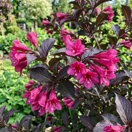 Krzewuszka Alexandra (Weigela florida Alexandra)
