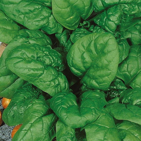 Szpinak 'Matador' – Mrozoodporny – Kiepenkerl