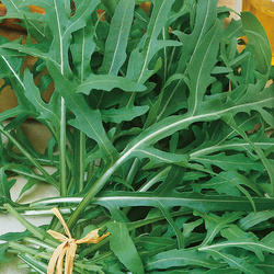 Rukola 'Wilde Rauke' – Odporna – Kiepenkerl