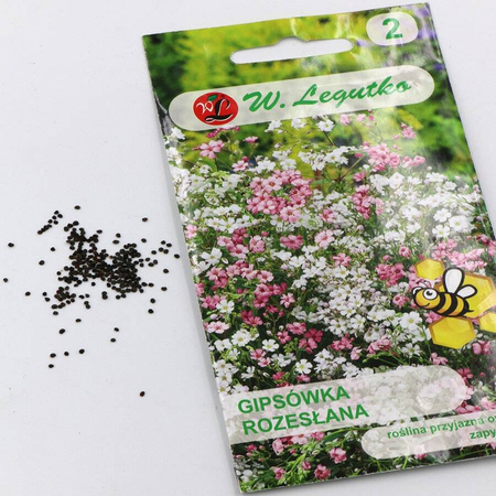  Gipsówka Rozesłana – Mix Kolorów – Legutko