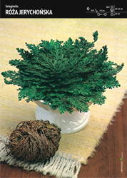 Róża Jerychońska – Selaginella – 3 szt