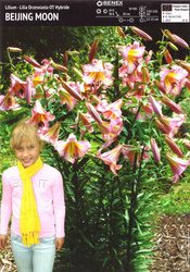 Lilia Drzewiasta Beijing Moon 1 szt.