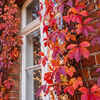 Winobluszcz pięciolistkowy (Parthenocissus quinquefolia) – sadzonka w doniczce C2 – Botana